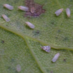 Trialeurodes abutiloneus