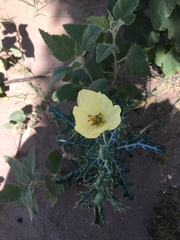 Argemone subfusiformis