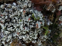 Cladonia caespiticia