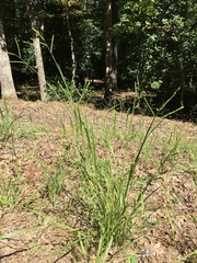 Paspalum laeve