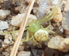 Diaea puncta
