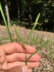 Paspalum laeve