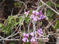 Pelargonium peltatum