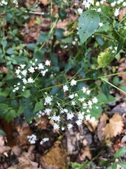 Ageratina jucunda
