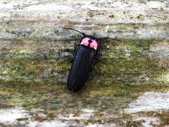 Nipponoluciola cruciata