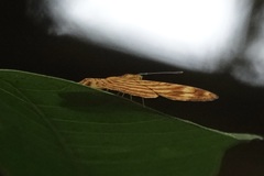 Chersonesia intermedia