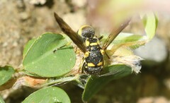 Stenodynerus chinensis