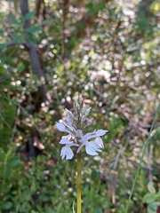 Dactylorhiza maculata