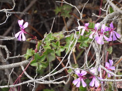 Pelargonium peltatum