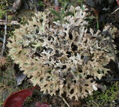 Pulchrocladia retipora