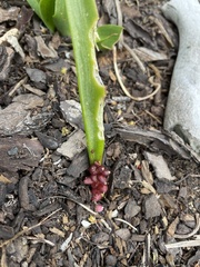 Lachenalia bulbifera