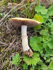 Stropharia coronilla