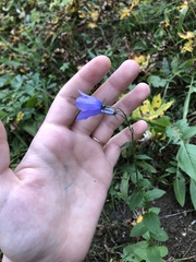 Campanula rhomboidalis