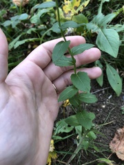 Campanula rhomboidalis