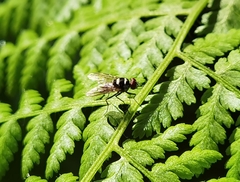 Limnophora obsignata