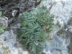 Cheilanthes glauca