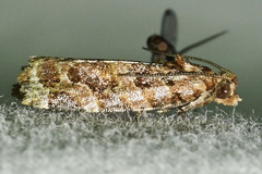Argyrotaenia tabulana