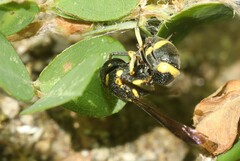 Stenodynerus chinensis