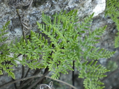 Cheilanthes glauca