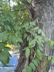 Styphnolobium
