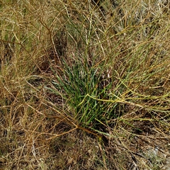 Trachyandra divaricata