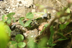 Stenodynerus chinensis