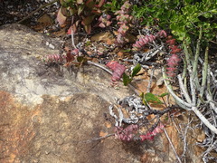 Crassula perforata