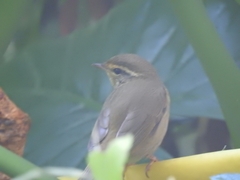 Phylloscopus schwarzi