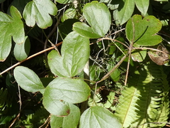 Clematis reticulata