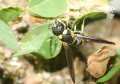 Stenodynerus chinensis