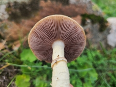 Stropharia coronilla