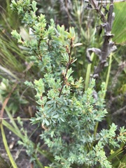 Cliffortia carinata