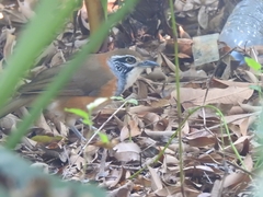 Pterorhinus pectoralis