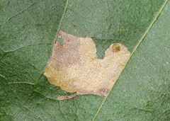 Ectoedemia