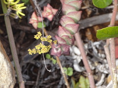 Crassula perforata