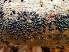 Rosellinia subiculata