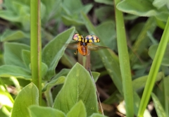 Cheilomenes sulphurea