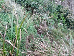 Stachys thunbergii