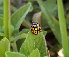 Cheilomenes sulphurea