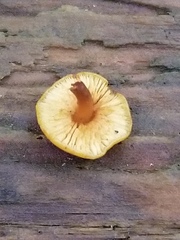 Heimiomyces tenuipes