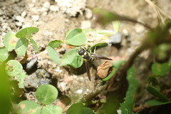 Stenodynerus chinensis
