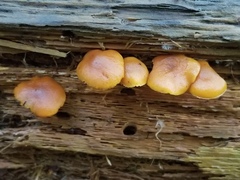 Heimiomyces tenuipes