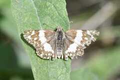 Heliopetes domicella