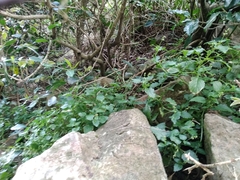 Leidesia procumbens