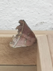 Phyllodonta flabellaria