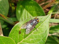 Sarconesiopsis magellanica