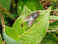 Sarconesiopsis magellanica