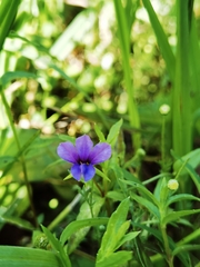 Monopsis stellarioides
