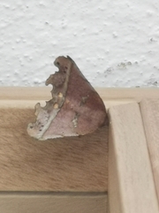 Phyllodonta flabellaria