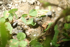 Stenodynerus chinensis